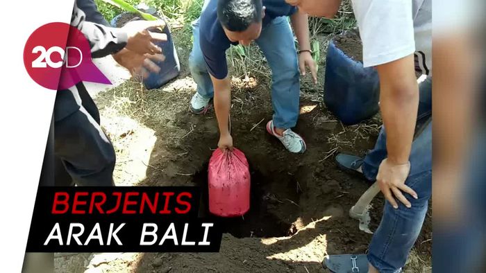 Polres Banyuwangi Bongkar Penyimpanan 1.000 Liter Miras Oplosan