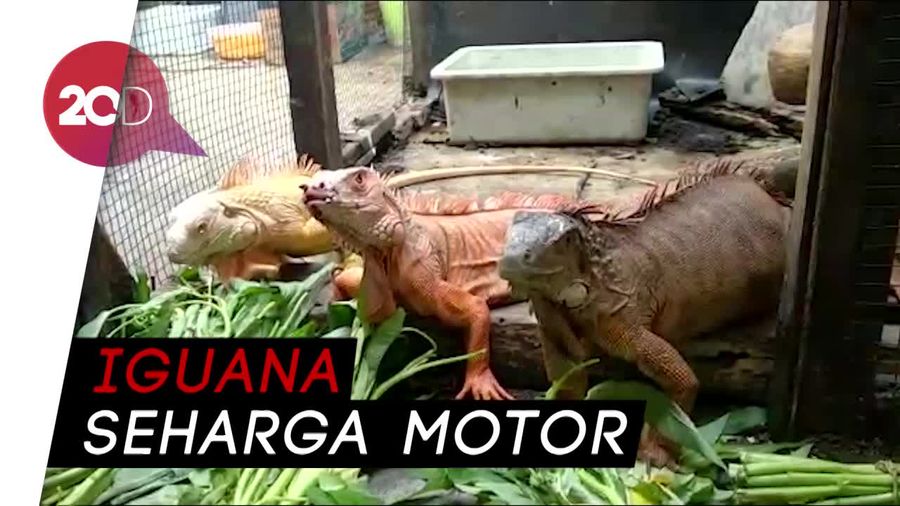 Kisah Sukses Peternak Iguana hingga Dikirim ke Mancanegara