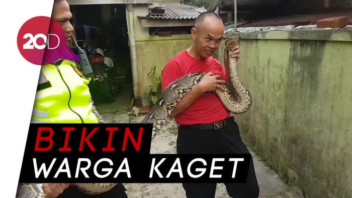 Ular Piton Sepanjang 4 Meter Ditemukan di Bak Air