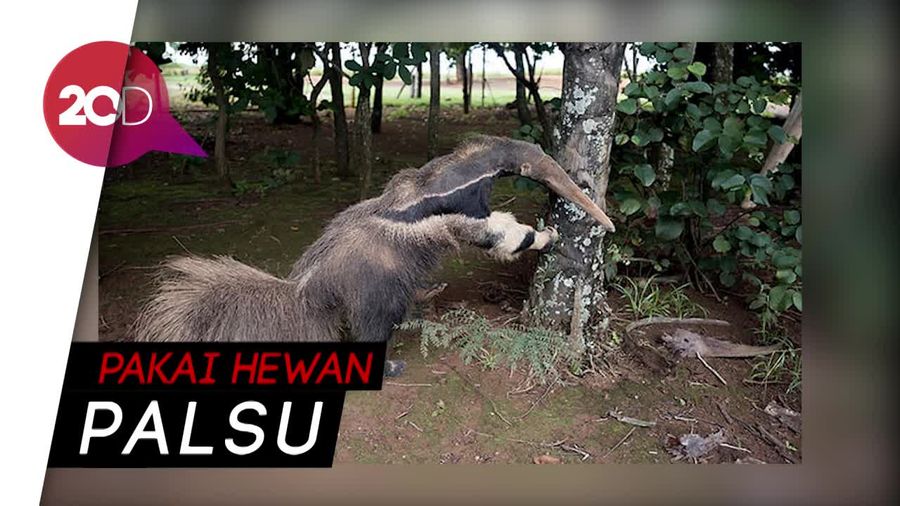 Ketahuan Curang, Gelar Juara Kompetisi Fotografi Wildlife Dicabut