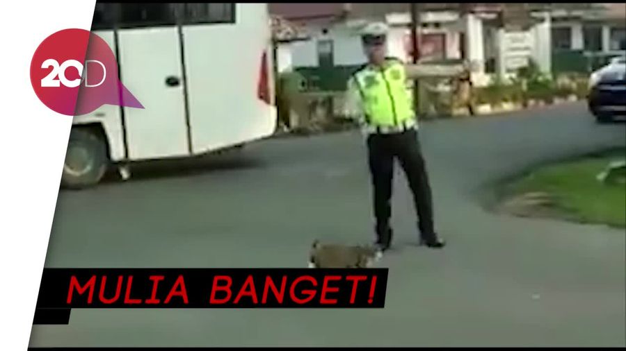 Viral! Ketika Polisi Bantu Kucing Menyeberang
