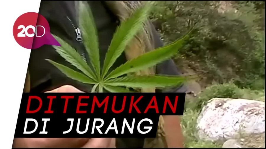 Ribuan Meter Ladang Ganja Ditemukan di Peru
