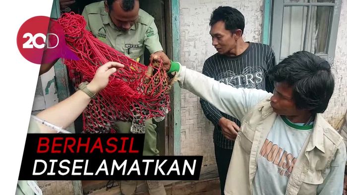 Penampakan Macan Tutul yang Ngumpet di Rumah Warga