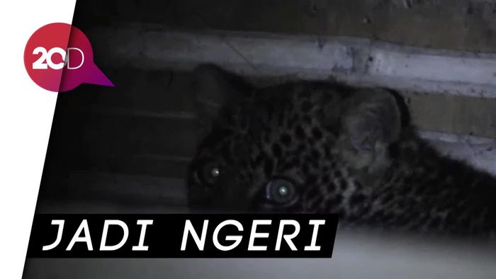 Hii, Ada Macan Tutul Ngumpet di Kolong Rumah Warga Sukabumi
