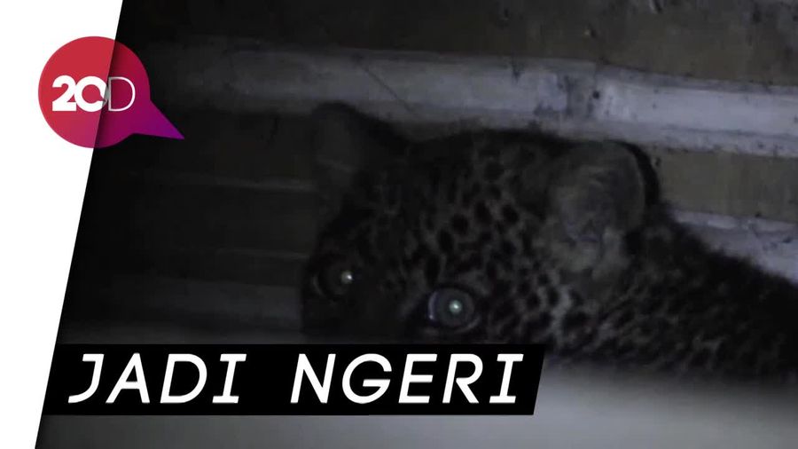 Hii, Ada Macan Tutul Ngumpet di Kolong Rumah Warga Sukabumi
