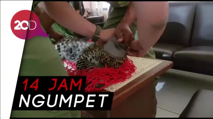 Detik-detik Penangkapan Macan Tutul di Kolong Rumah Warga