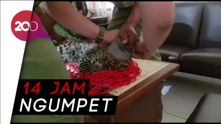 Detik-detik Penangkapan Macan Tutul di Kolong Rumah Warga