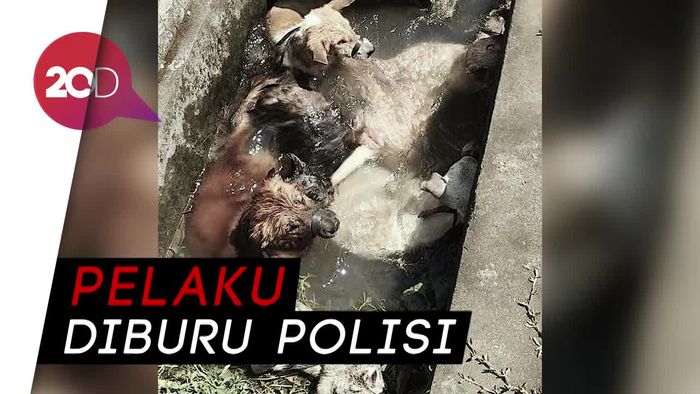 Bikin Geram! Anjing Dibenamkan ke Selokan di Bali