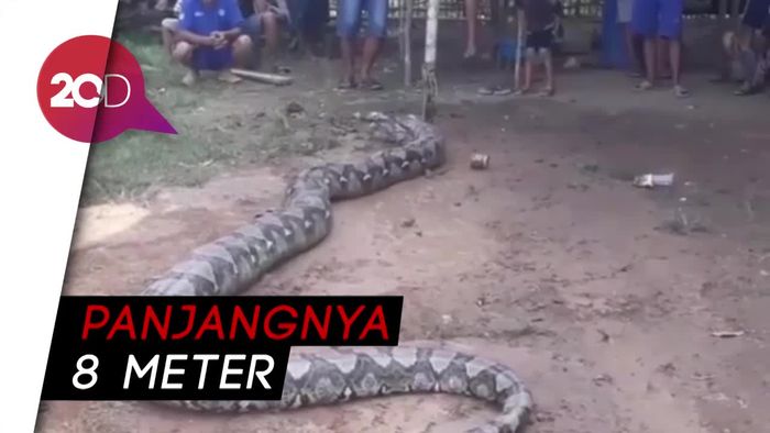 Warga Sumsel Tangkap Ular Piton Raksasa 