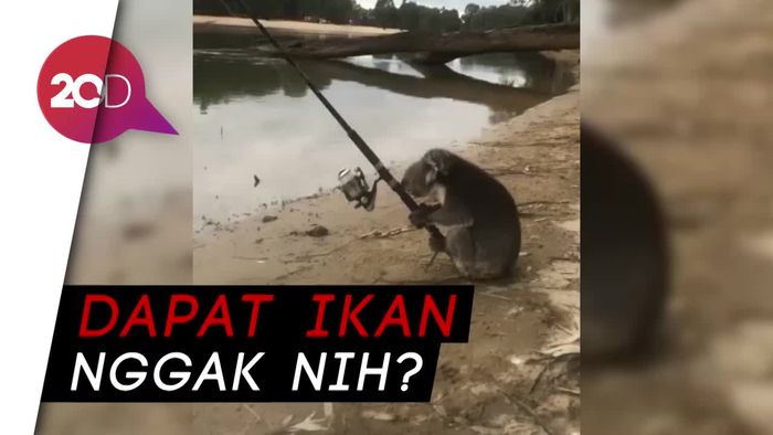 Aksi Lucu Koala Asyik Mancing di Tepi Sungai