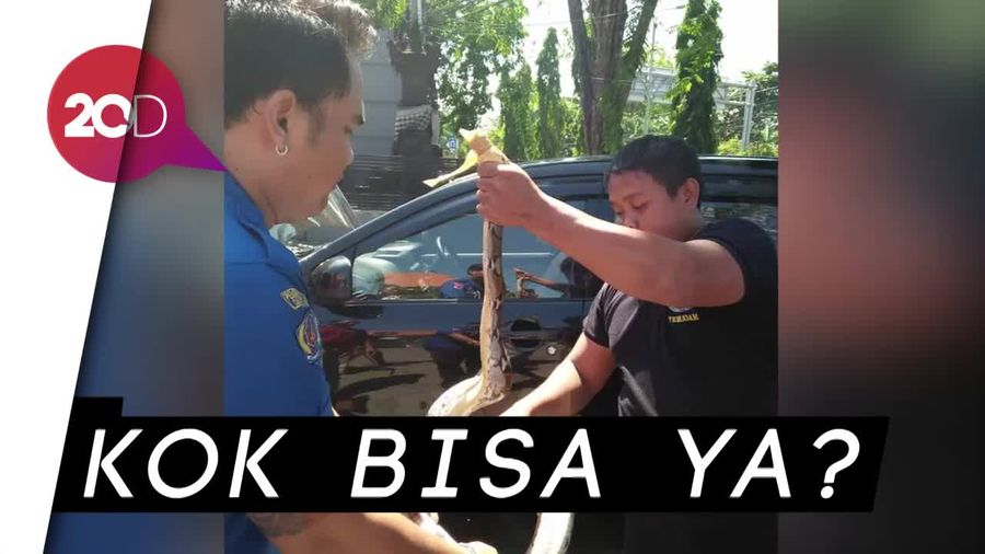 Kejadian di Bali, Ular Sanca 2,5 Meter Sembunyi di Mesin Mobil