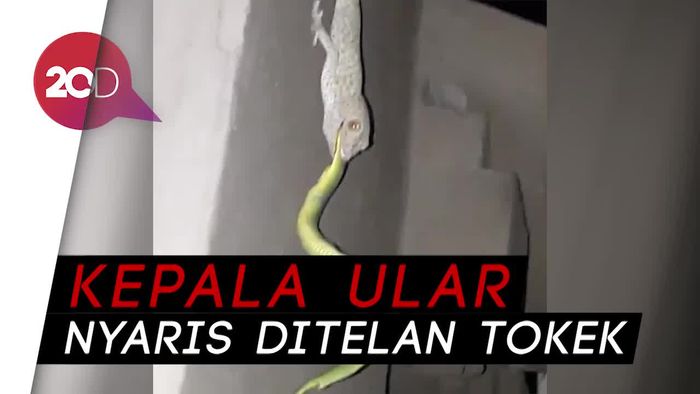 Kejadian Mengejutkan di Bali, Tokek Taklukkan Ular Viper
