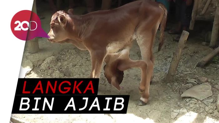 Heboh! Anak Sapi Berkepala Dua di Rembang