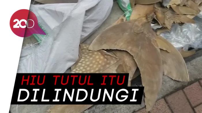 Penyelundupan Sirip Hiu Tutul Terungkap di Hong Kong