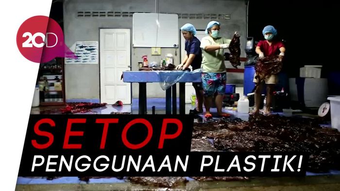 Miris! Seekor Paus Mati Usai Menelan 80 Kantong Plastik