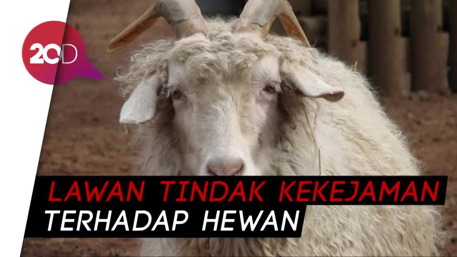PETA Minta Forever 21 Tolak Produksi Baju Bulu Kambing 