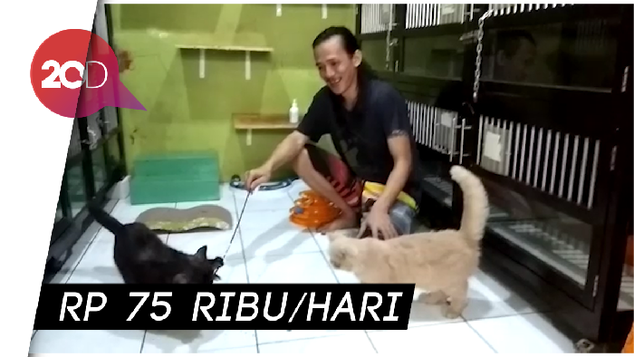 Mudik Lebaran, Bisa Titip Kucing di Sini