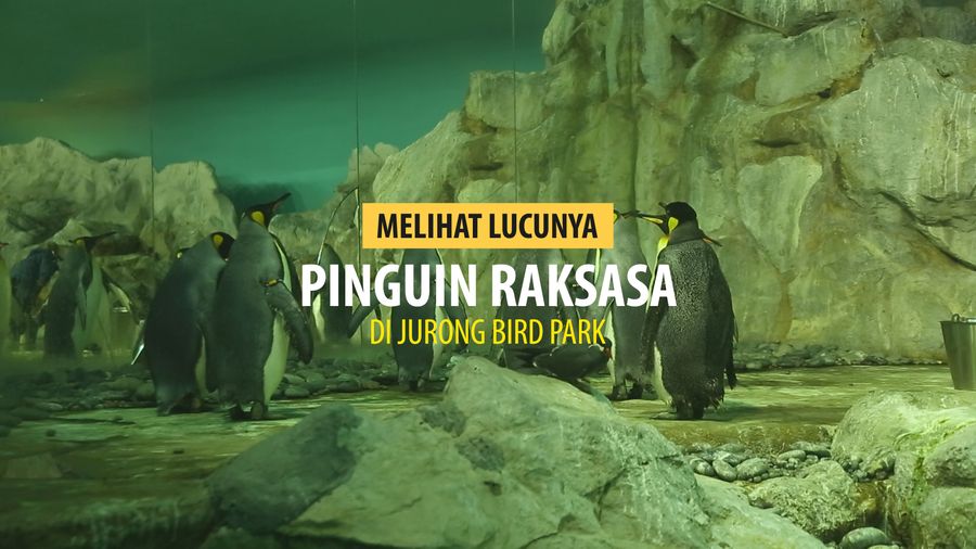 Lucunya Penguin Raksasa di Jurong Bird Park