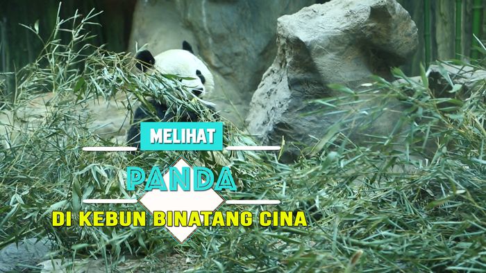 Melihat Panda di Kebun Binatang Cina