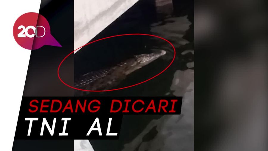 Buaya 2,5 m Muncul di Tanjung Priok