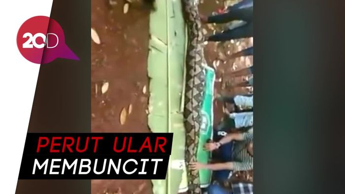 Heboh Jasad Wanita Tua di Perut Ular Sanca