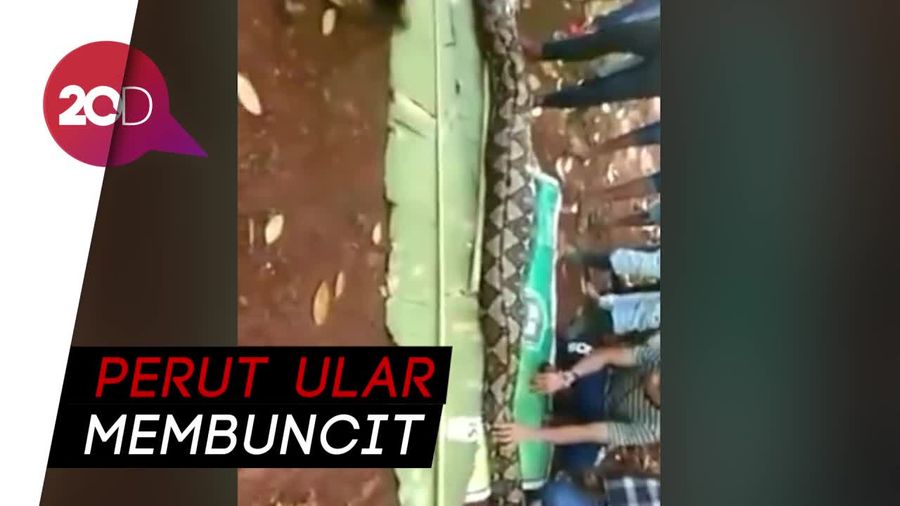 Heboh Jasad Wanita Tua di Perut Ular Sanca