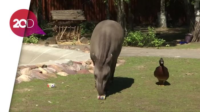 Tapir Cleopatra Ramal Swedia akan Kalahkan Korsel