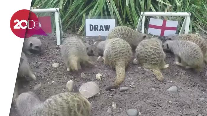 Hewan Meerkat Ramal Inggris akan Kalahkan Tunisia