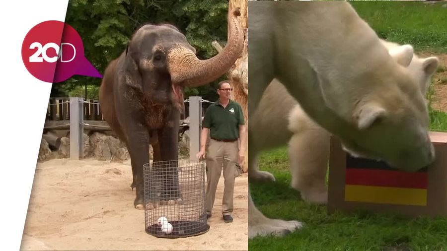 Gajah Vs Beruang Kutub Prediksi Nasib Jerman di Piala Dunia