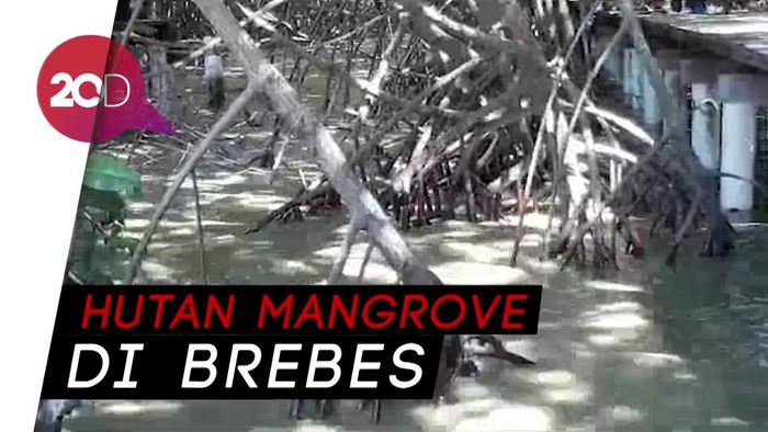 Berkunjung ke Dewi Mangrove Sari 