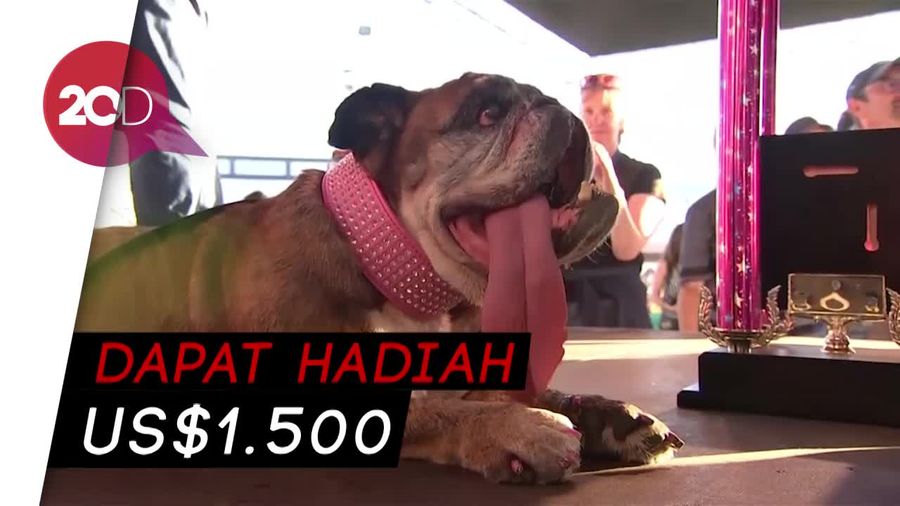 Guk! Ini Zsa Zsa, Pemenang Kontes Anjing Terjelek Sedunia
