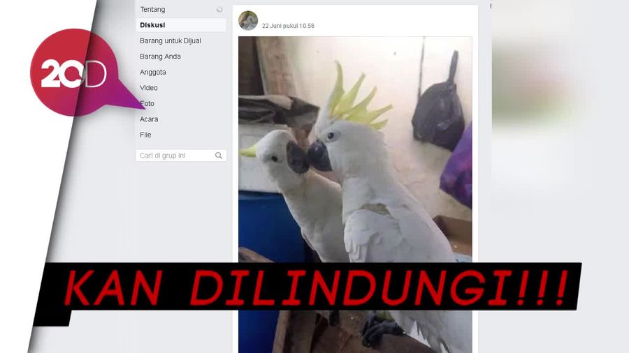 Bisnis Hewan Langka di Pasar Online