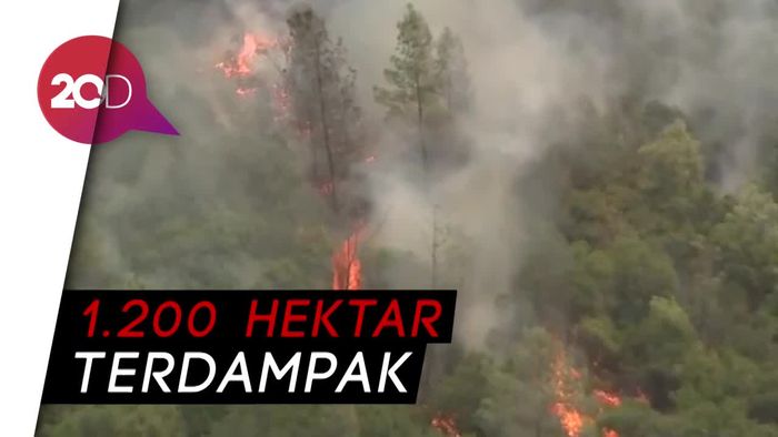 Si Jago Merah Serang Hutan di California 