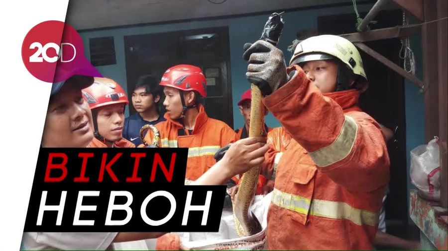 Ular Sanca Bikin Heboh Warga Pasar Rebo Dievakuasi
