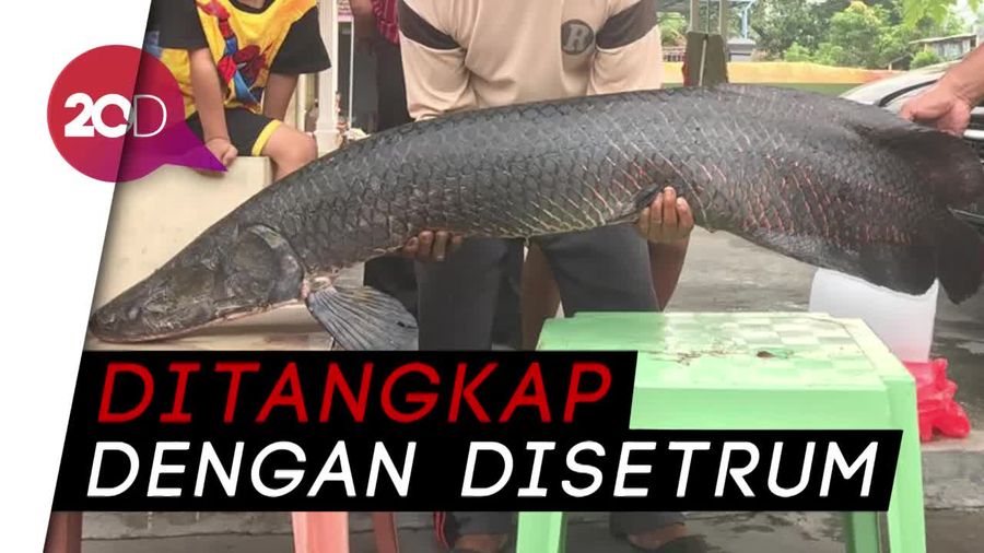 Beginilah Penampakan Ikan Arapaima di Sungai Brantas