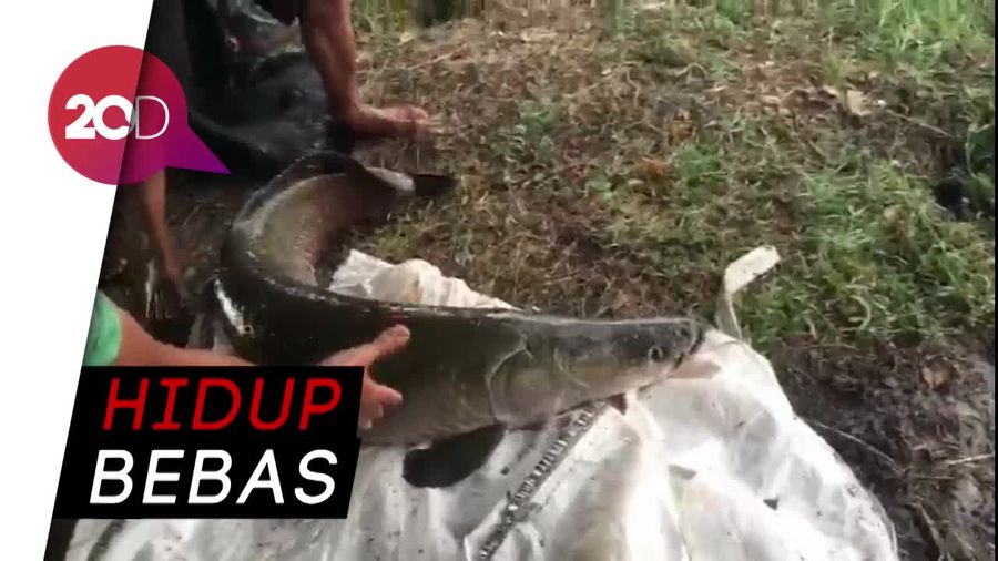 Video Pelepasan Ikan Arapaima di Sungai Brantas