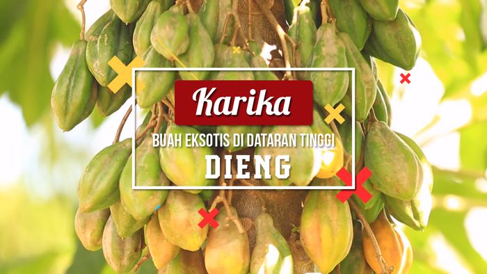 Karika, Buah Eksotis di Dataran Tinggi Dieng