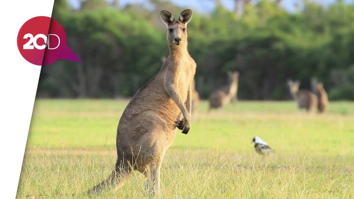 Kanguru Ini Kuasai Lapangan Bola, Demam Piala Dunia?