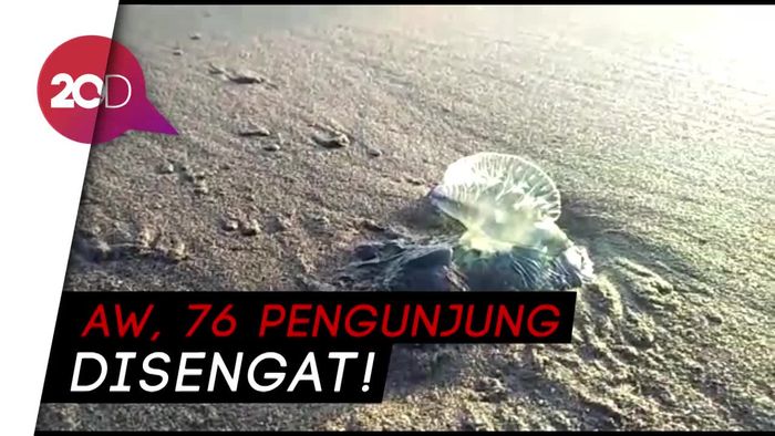 Ini Ubur-ubur yang ‘Teror’ Pengunjung Pantai Selatan Yogya