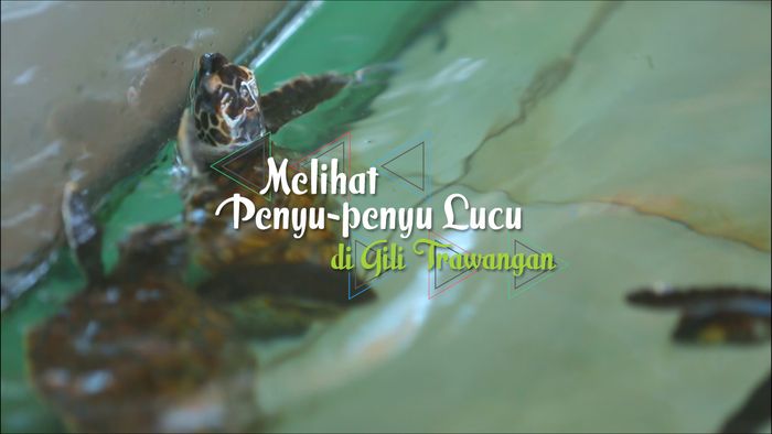 Melihat Penyu-Penyu Lucu di Gili Trawangan