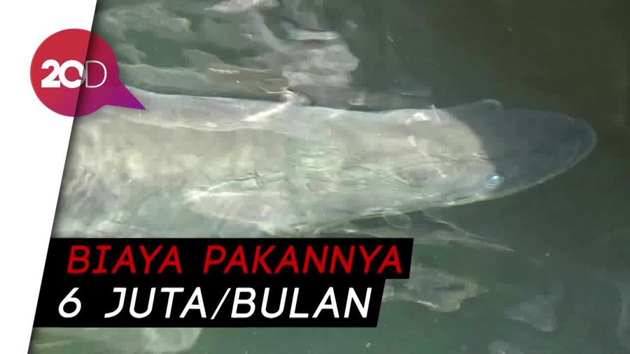 Masudin, Kolektor Ikan Arapaima Gigas dari Jombang 