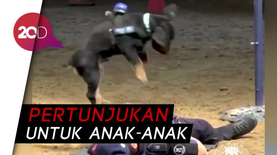 Gemas! Anjing ini Berikan CPR pada Manusia