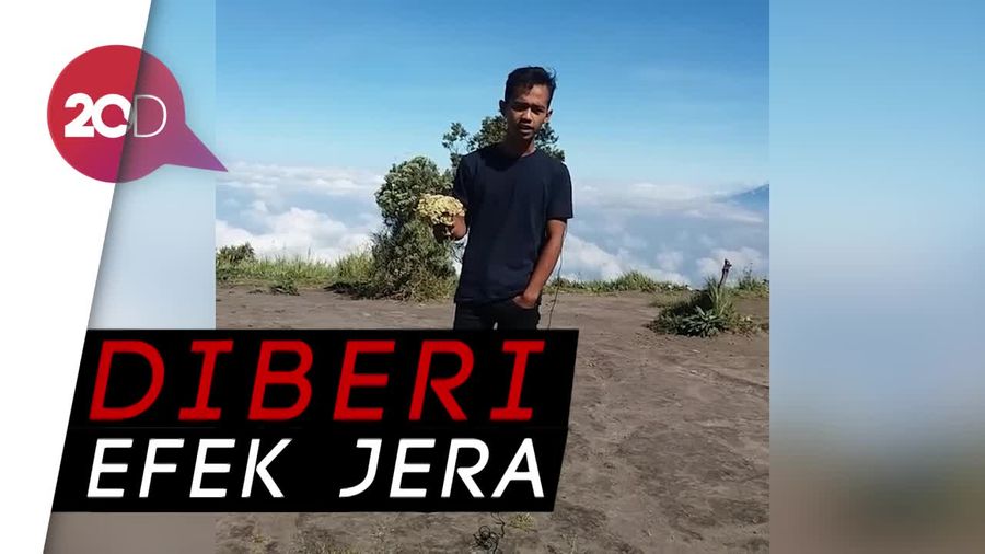 Petik Bunga Edelweis, Pendaki Ini Dihukum Bersih-bersih
