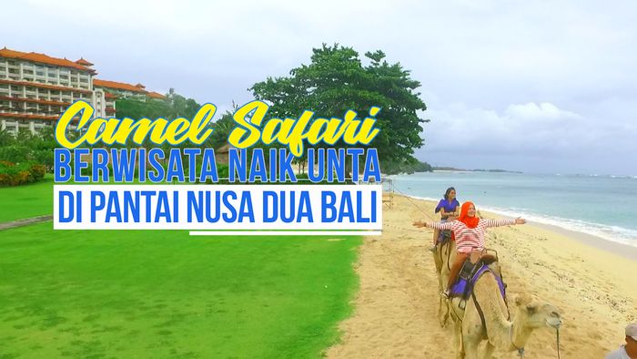 Camel Safari, Berkeliling Nusa Dua Menunggangi Unta