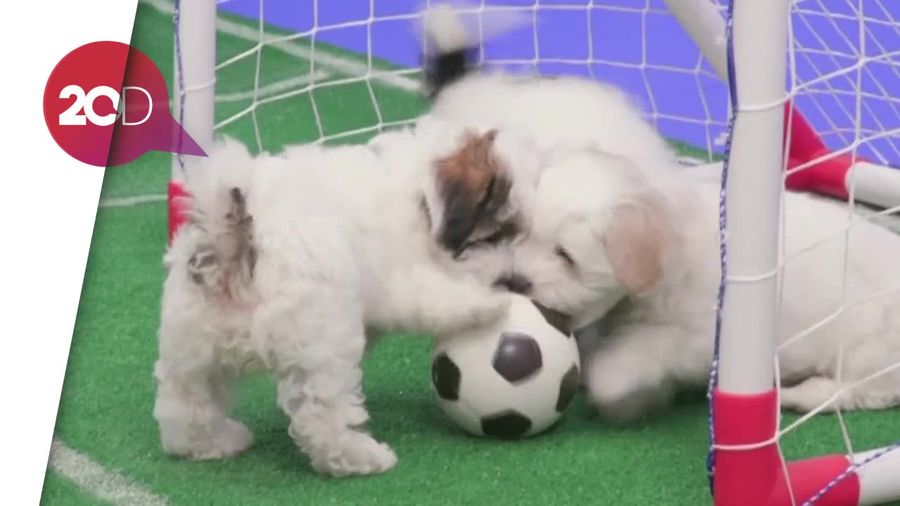 Lucunya! Nonton Piala Dunia Antar Anjing Kecil