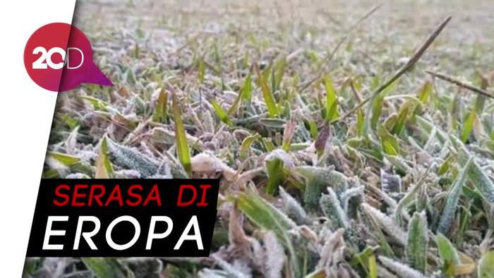 Fenomena Embun Upas di Dieng, Tanaman Memutih Diselimuti Salju