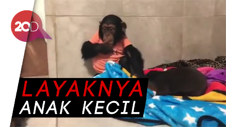 Tingkah Simpanse Bertemu Orang yang Pernah Merawatnya Bikin Haru