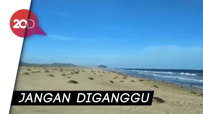 Gelombang Pertama Penyu Bersarang
