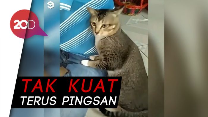 Ya Amplop! Kucing Ini Pingsan Habis Cium Ketiak Majikannya