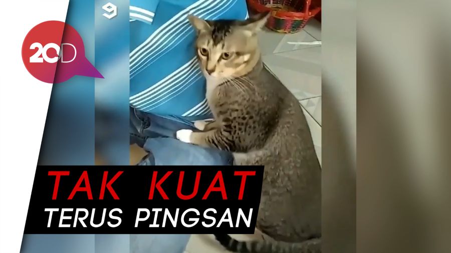 Ya Amplop! Kucing Ini Pingsan Habis Cium Ketiak Majikannya